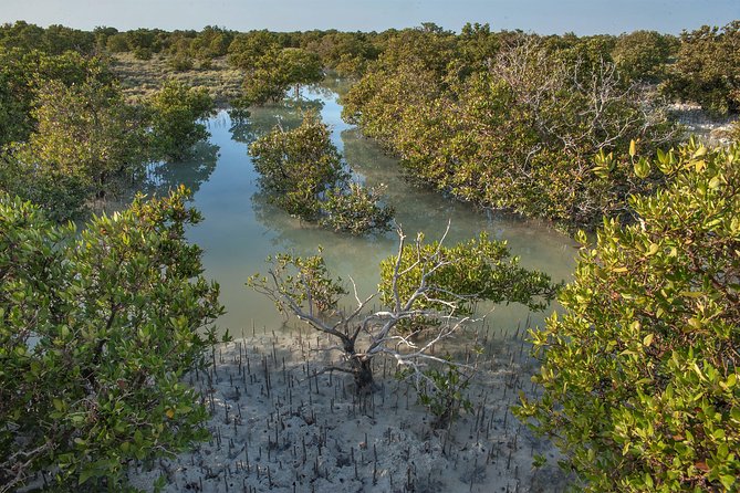 North Qatar Half-Day Tour: Al Zubarah, Purple Island & Mangroves - Price and Value: Is $50 Fair for This Route?