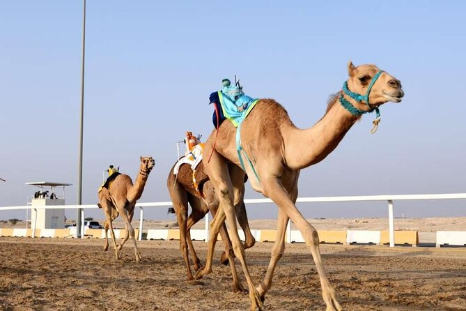 Private Full Day Guided Tour in Qatar North and West - Al Zubara Fort: Qatar’s UNESCO-linked time capsule