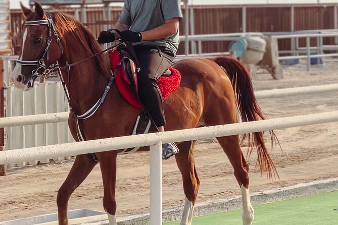 Private Horse and Camel Riding Experience in Doha - Why horse and camel riding in Doha feels more authentic than a quick photo stop