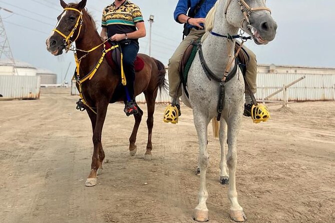 Private Horse and Camel Riding Experience in Doha - The short camel ride switch: 5 to 10 minutes of a totally different feeling