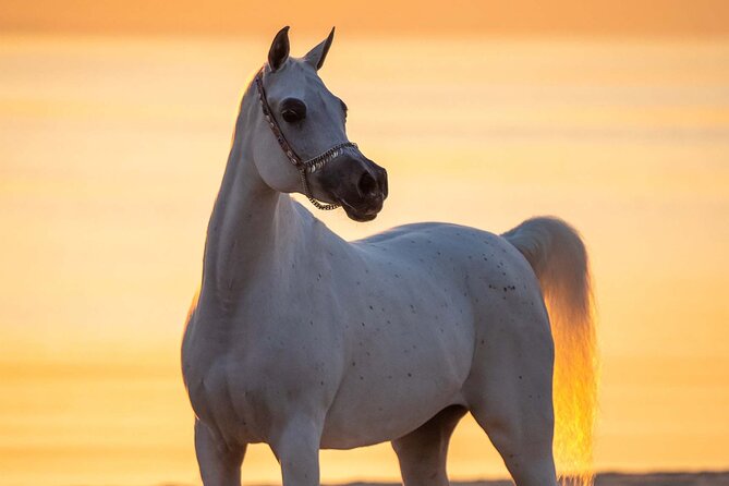 Private Horse and Camel Riding Experience in Doha - Pickup and drop-off done right, with a private group feel