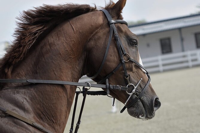 Private Horse and Camel Riding Experience in Doha - The 3-hour reality check: pickup, the desert drive, and why timing matters