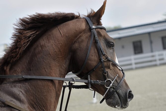 Private Horseback Riding Experience in Doha - Pickup From Doha: Getting There Without Making It a Big Project