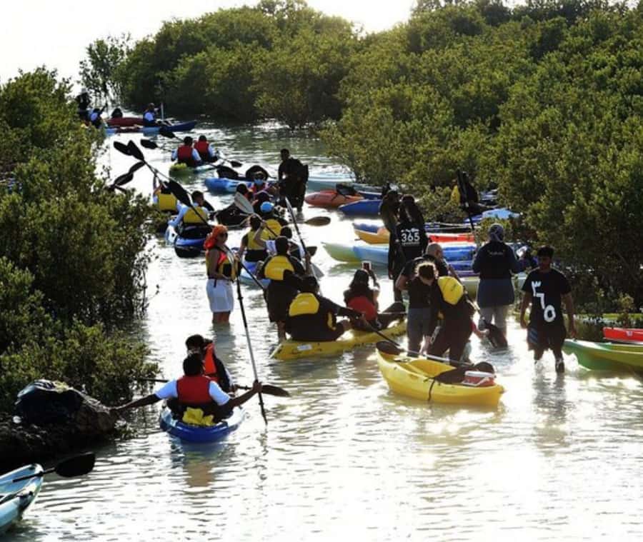 Qatar: Al Thakira Mangrove Forest Kayaking Tour - The Doha to Al Khor transfer: more comfortable than you might expect