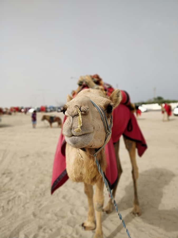Qatar: Desert Safari, Camel Ride, Inland sea, Sandboarding - Dune bashing in a 4x4: what it feels like and who should skip it