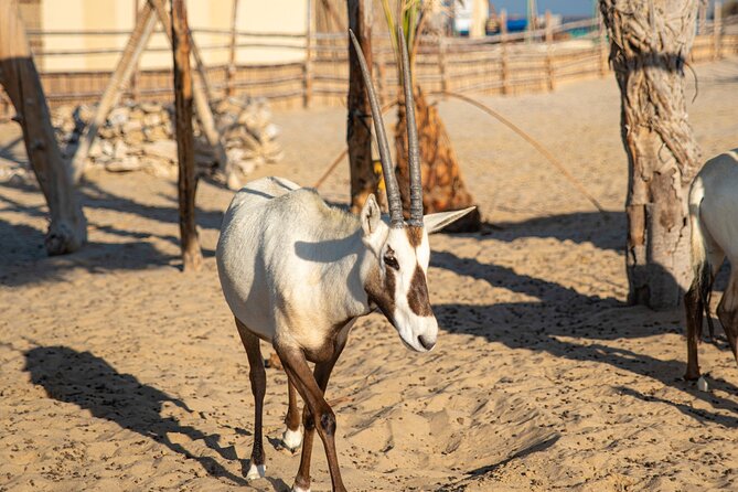 Qatar Half Day Desert Safari(Camel Rides & Sandboarding) - Getting to the dunes: pickup in Doha and a real driver-guide setup