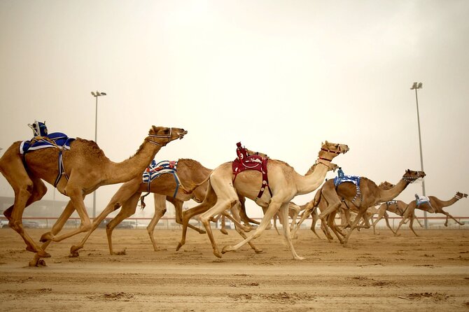Qatar West Coast tour to Richard Serra Sculpture and Mushroom Rock Formation - The Value Pitch: Private Half-Day, Not a Tacky Checklist