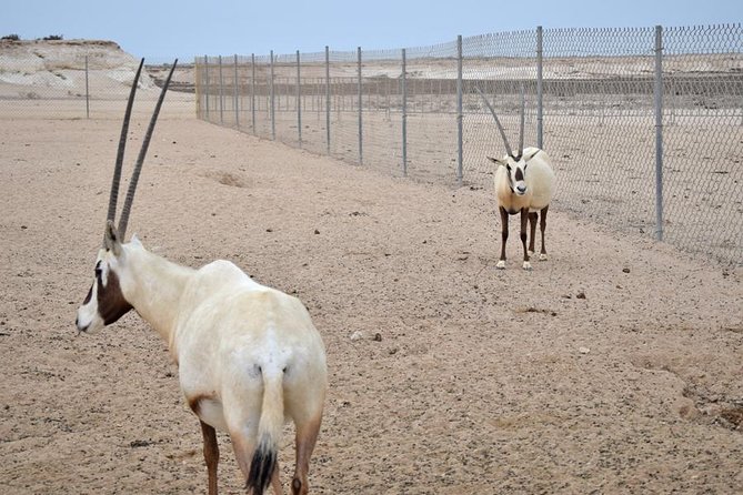 Qatar West Coast tour, Zekreet, Richard Serra Sculpture, Mushroom Rock Formation - What to Bring for Zekreet, Serra, and Film City