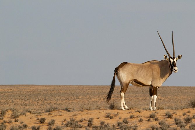 West Coast tour, Zekreet, Richard Serra Sculpture, Mushroom Rock Formation - Al-Shahaniya racing track and the seasonal camel racing feel