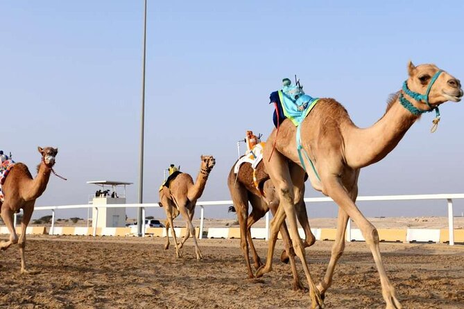 West Of Qatar, Mushroom Rocks, Camel Racing Track, Richard Serra - Getting There, Pickup, and How the Timing Works