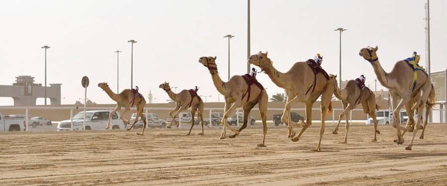 West of Qatar Richard Serra, Mushroom Hills, CamelRace track - Zekreet Fort Ruins and the Stop That Turns History Into Photos