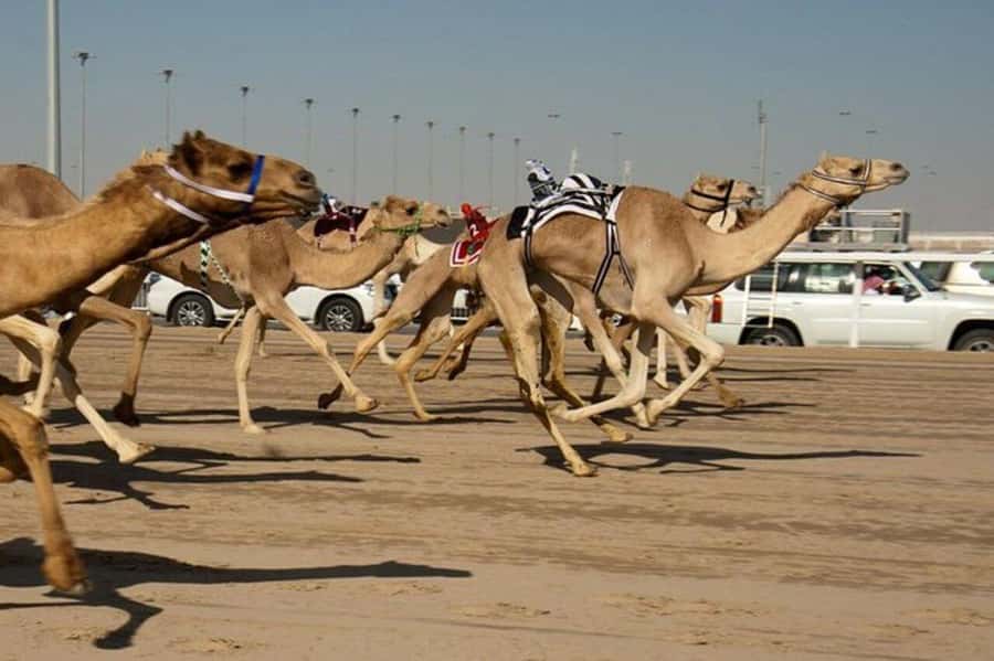 West of Qatar Richard Serra, Mushroom Hills, CamelRace track - Who This Tour Is Best For