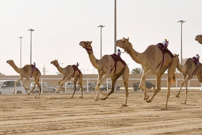 West Of Qatar Richard Serra sculpture, Mushroom Hills,Camel track - West Qatar in Four Stops: Camel Racing, Serra Steel, and Zekreet Rocks