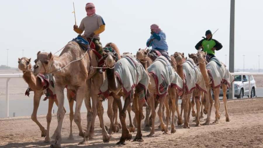 West Qatar-Doha Richard sierra,camel race,mushroom rock - Key Highlights You’ll Remember