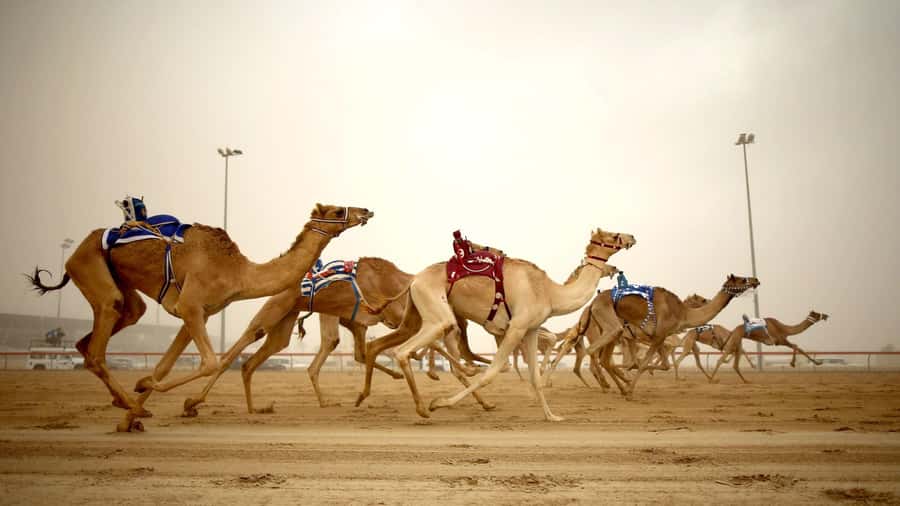 West Qatar tour to Richard Sierra sculpture,Umbrella Rock - Shahaniyah camel racing track: a quick stop with real energy